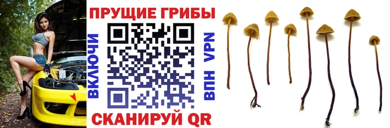 магазин продажи наркотиков  Городовиковск  Галлюциногенные грибы GOLDEN TEACHER 